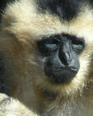 gibbon 2008