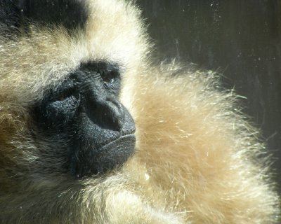 gibbon 2008