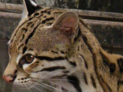 ocelot. 2008