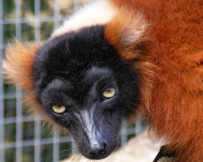 red ruffed lemur 2008