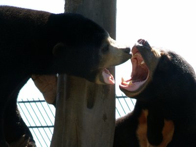 sun bears 2008
