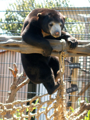 sun bears 2008