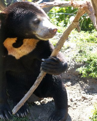 sun bears 2008