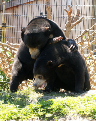 sun bears 2008