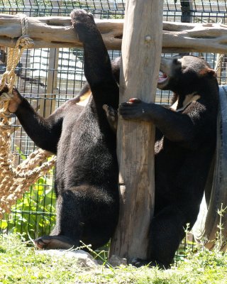 sun bears 2008