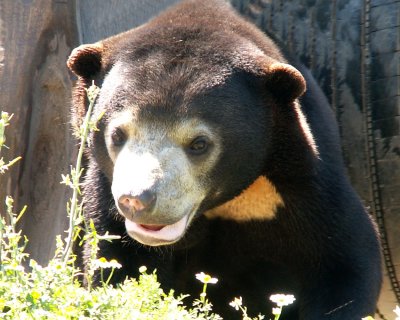 sun bears 2008