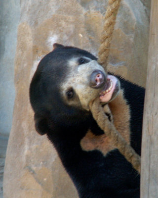 sun bears 2008