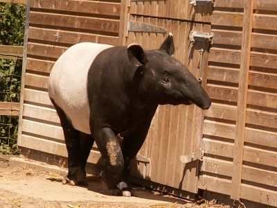 Our new tapir 2008
