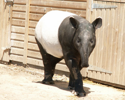 Tapir 2008