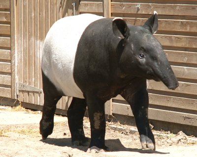 Tapir 2008