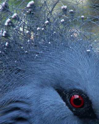 victoria crowned pigeon 2008
