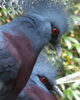 victoria crowned pigeon 2008