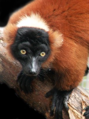 red ruffed lemur 2008