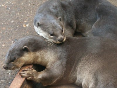 otters 2008