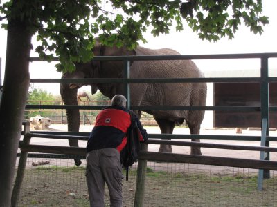 Howletts