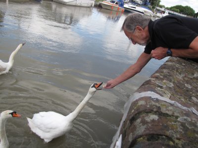 Feeding swan outside our apartment (River Stour Sandwich)