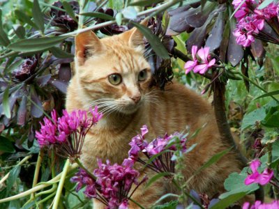 June 6 Poros cat