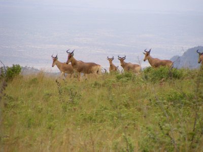 Coke's Hartebeest