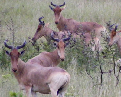 Coke's Hartebeest