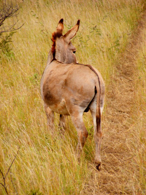 A donkey ready to start work