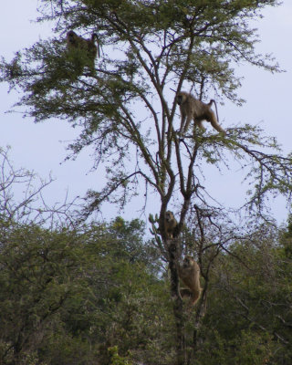 Baboons