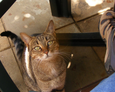 A cat joined us for lunch at the Fairview
