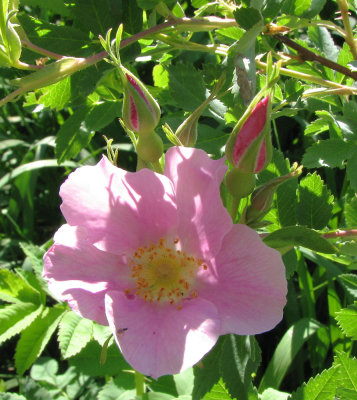 Wild Rose at Home smallfile IMG_1174.jpg