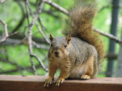 Fox Squirrel taken with Canon S3IS IMG_1157.jpg