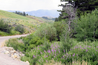 Buckskin Scene in July _DSC6524.jpg