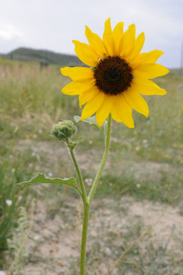 helioanthos or sunflower _DSC6581.jpg
