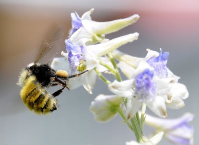 bumble bee on larkspur _DSC6721.jpg