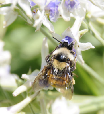 bumble bee on larkspur _DSC6737.jpg