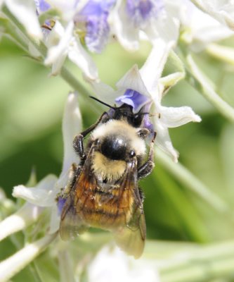 bumble bee on larkspur _DSC6738.jpg