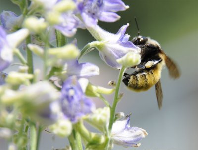 bumble bee on larkspur _DSC6765.jpg