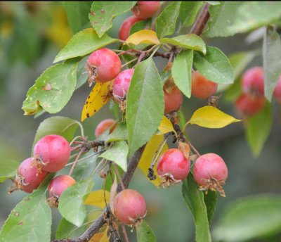 Little Apples _DSC9770.jpg