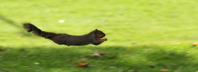 fox squirrel in a chase on ISUs quad _DSC4609.JPG