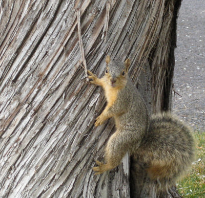 Squirrel at R8 parking lot ISU IMG_1517.jpg