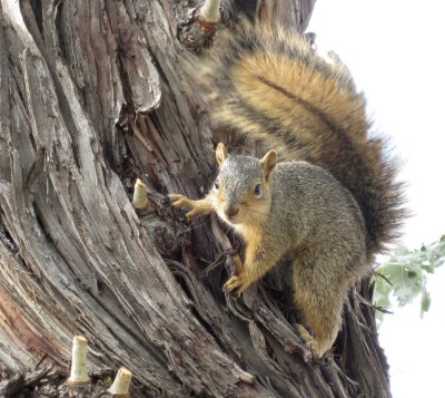 Squirrel at R8 parking lot ISU IMG_1519.jpg