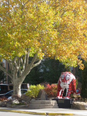 The Reed Gym Bengali Tiger IMG_1481.jpg