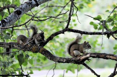 Three Baby Red Squirrels _DSC4968.jpg