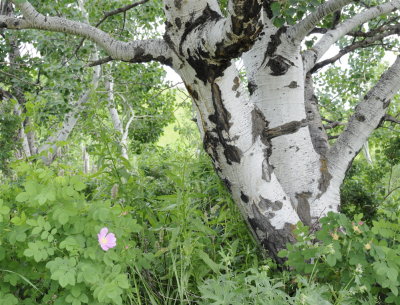 rosebush and aspen tree McNabb Road Inkom _DSC5481.jpg