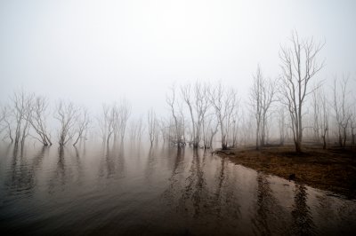 Trees in the fog ~