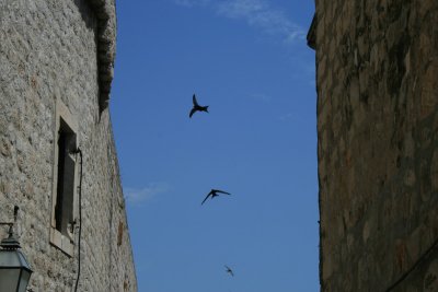 chimney swifts in flight, Peline Street
