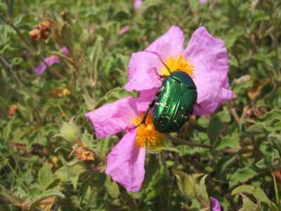 wildflower with beetle