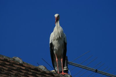 stork, Jasenovac
