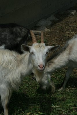 goats, Puska