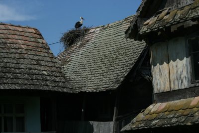 stork on roof, Cigoc