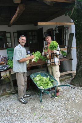 lettuce, Ravlic Farm, Muilovcica