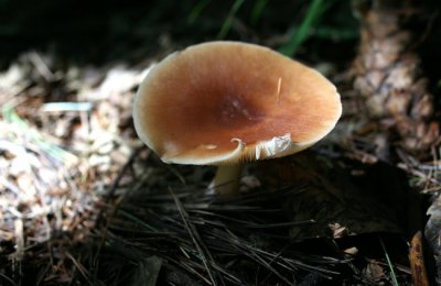 Mushrooms and Other Fungi