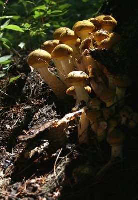 Mushrooms and Other Fungi